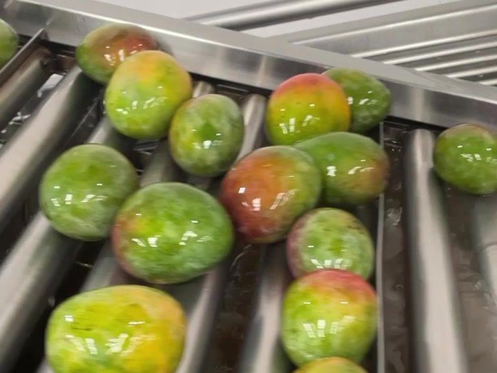 Mangos en la línea de lavado de nuestra planta