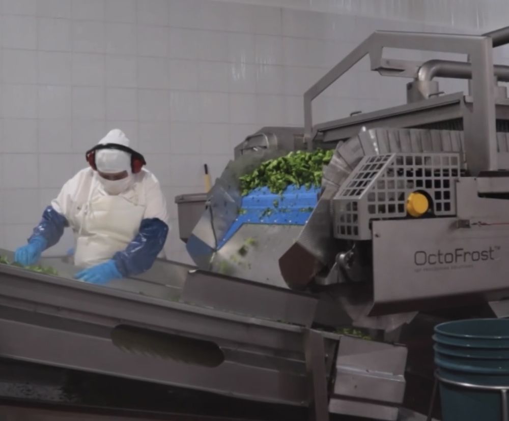 Línea de selección y congelador IQF en nuestra planta