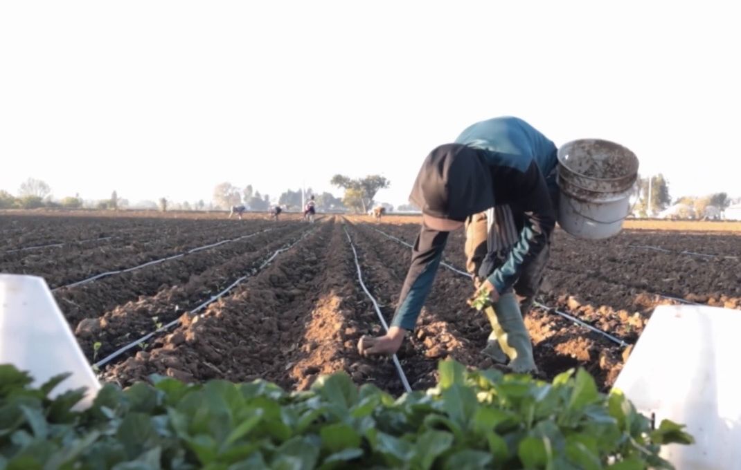 Plantación a mano en surcos con riego por goteo