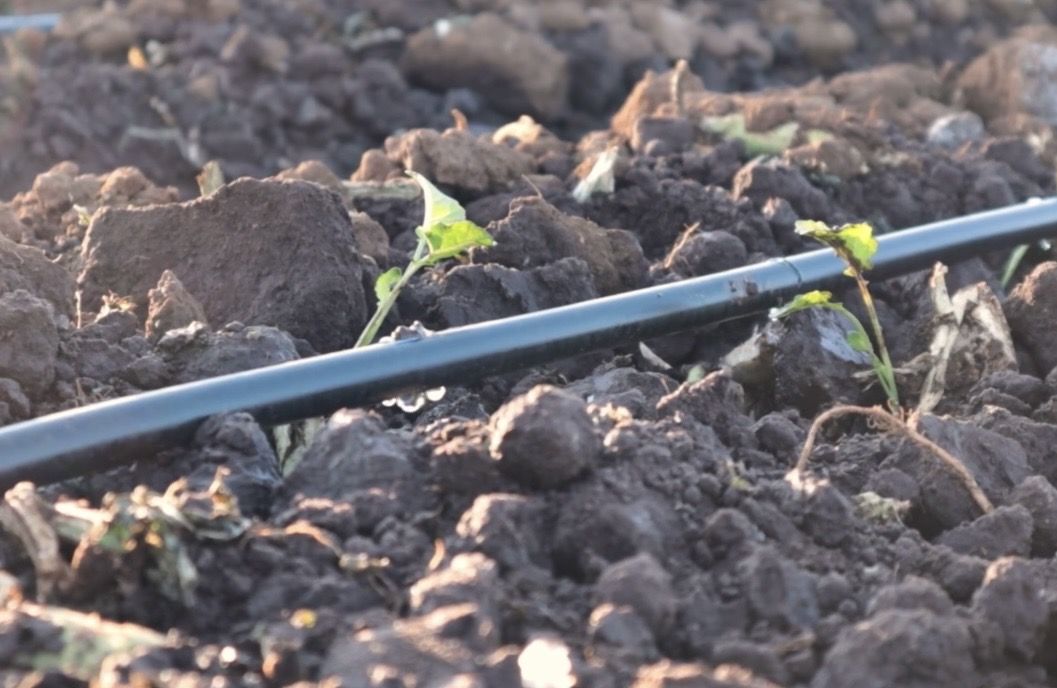 Plántula de brócoli junto a la cinta de riego por goteo