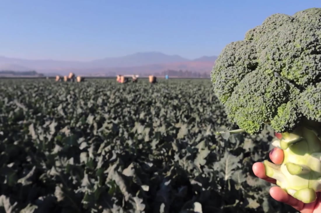 Brócoli recién cortado en la mano, en nuestro campo